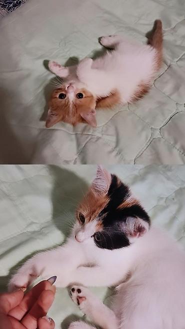 🐾 2 aylıq pişiklər sahibləndirilir! 🐾 İki balaca pişikdir, hər ikisi lalafo.az -da 🐾 2 aylıq pişiklər sahibləndirilir! 🐾 İki balaca pişikdir, hər ikisi