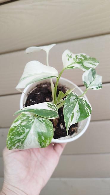 Филодендроны: Монстера Monstera 'Aurea Neon' / 'Lemon Lime'). Монстера Бульвазавр и — 14