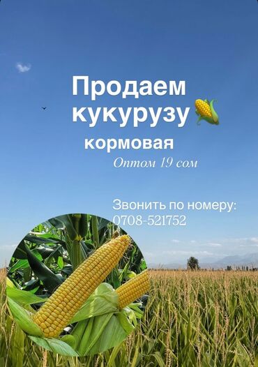 продаю или меняю обмен: Кукуруза Оптом, Самовывоз, Платная доставка