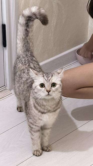 купить кота шиншиллу: Скотиш Страйт (Шотландская прямоухая), 1 год, Девочка, Серебристая шиншилла, Приучена к лотку — 4