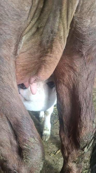 Козы, козлы: Продаю | Коза (самка) | Полукровка | Для молока — 8