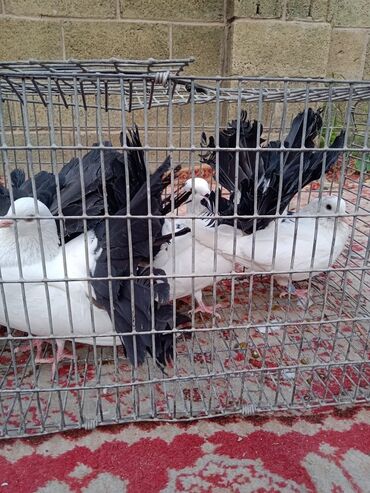 Птицы: Продаю, Чернохвостых Павлинов,проглистованы и.т.д.(пол) голубей не — 11