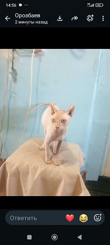 Мышыктар сатылат: Кот на вязка готово — 2