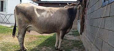 быков: Продаю | Корова (самка) | Швицкая | Для молока | Стельные — 5