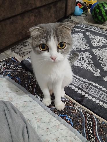 кошка манас: Кошка даром: Скотиш Страйт (Шотландская прямоухая), Девочка — 1