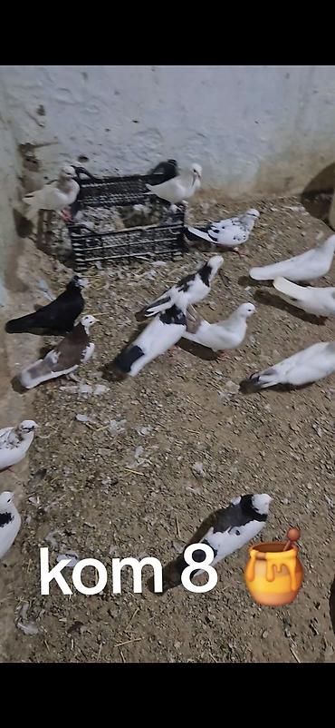 gence quşlar: Salam olsun hər kəsə 15 dənə tutulmadı kom sonu 8 manatdan Hövsanda — 10