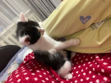 лошади таи: Кошка даром: Беспородная, 1 месяц, Девочка