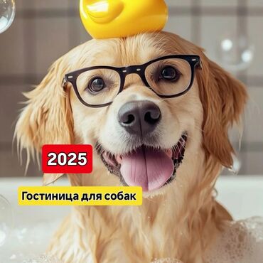 купить домик для кошки недорого: Предлагаются услуги гостиницы для собак, обеспечивающие комфортное и