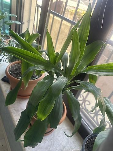 suni bitki: Dracaena fragrans (Corn Plant) – otaq bitkisi - Növ: Dracaena — 1