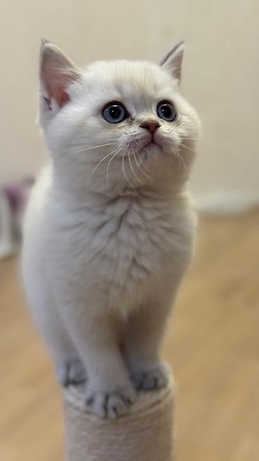 Pişiklər: Şotland — 6