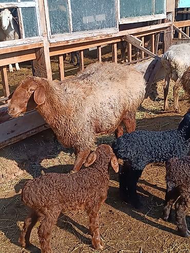 Баран, овца: Продаю | Ягненок | На забой | Племенные — 18