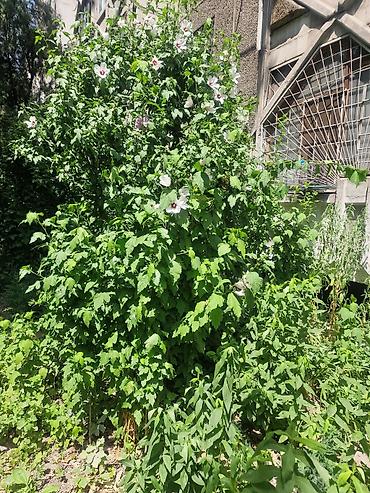 сирийский: Сирийский гибискус (Hibiscus syriacus) — декоративный листопадный — 6
