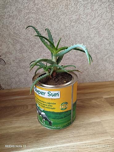 aloe vera: Əzvay bitkisi. (Aloe). Mualicəvidi. Dibində 4 dənə balasıda var — 1