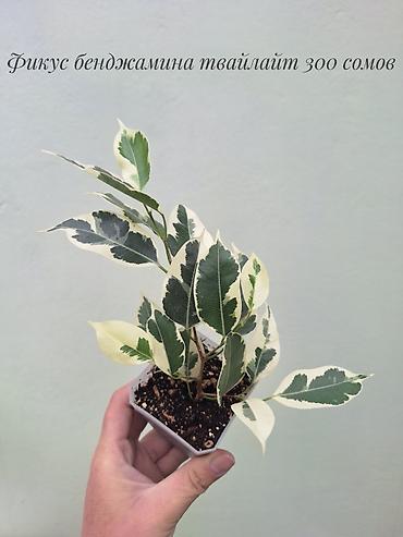 Бөлмө өсүмдүктөрү: 🌿 Фикусы разных сортов в продаже. Названия сортов и цены указаны на — 7