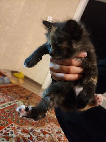 кошки продажа: Котята — домашние, ручные, игривые. На выбор несколько малышей: - — 5