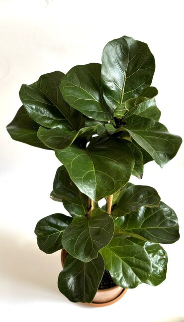 sareni fikus: Ficus lyrata" gülü fikus növündəndir. Enli və böyük yarpaqlı bu güllə