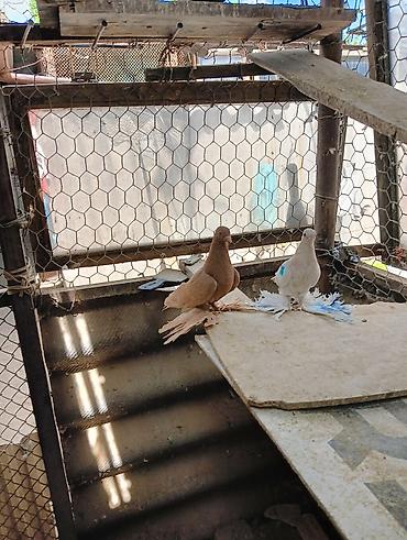 Птицы: Продаю молодых голубей 1 шт стоит пятьсот сом окончательно родители — 27