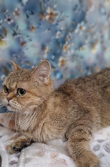 Отдам даром кошку: Кошка даром: Скотиш Страйт (Шотландская прямоухая), 11 месяцев, Девочка, Приучена к лотку, Проглистована, С прививками — 6