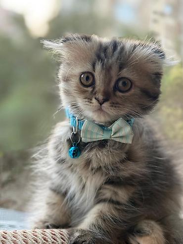 Pişiklər: Şotland — 6