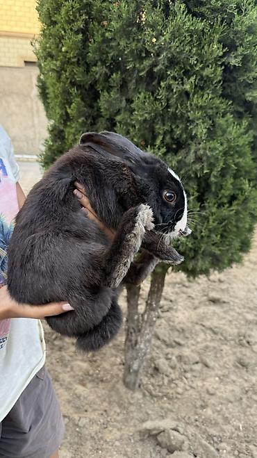kirpi heyvan: Saglam, qara heyet dovşani 🐰 — 3