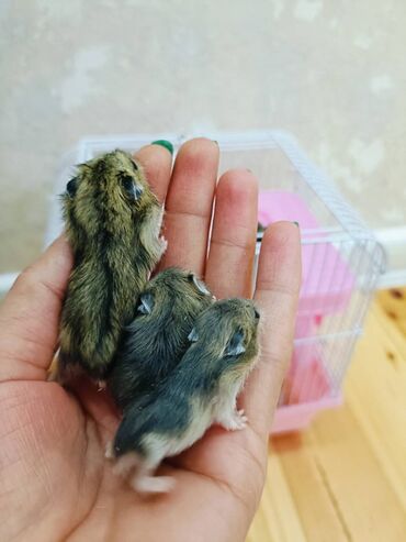 Gəmiricilər: Ələ öyrəşmiş şip-şirin hamster balaları🥰 Ünvan: Hövsan yolu. Əhmədli