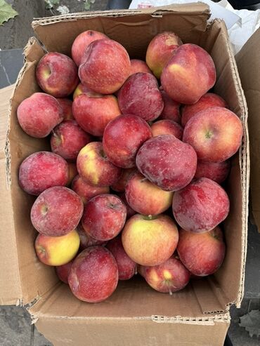 пленка для клубники цена бишкек: Яблоки