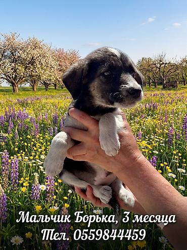 Продажа собак: 3 месяца, Самка — 3