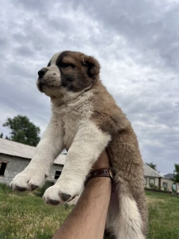 Продажа собак: Алабай, 1 месяц, Самец, С прививкой