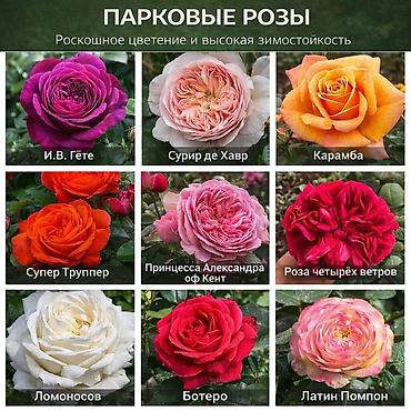 Роза: Саженцы — 3