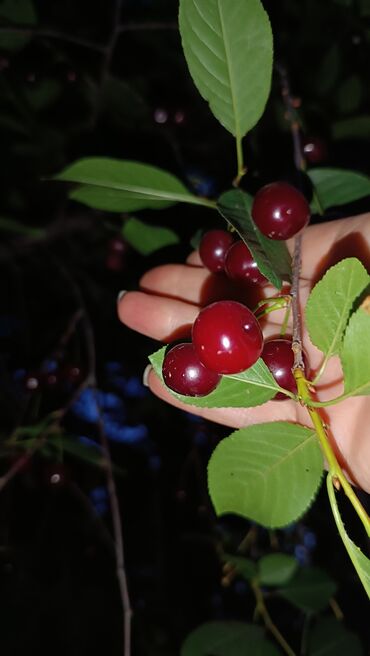 лоток бетонный цена бишкек: Продаю 🍒🍒🍒 ВИШНЮ . Свежаяс дачи. 
.Можно под заказ.
Цена-120 сом