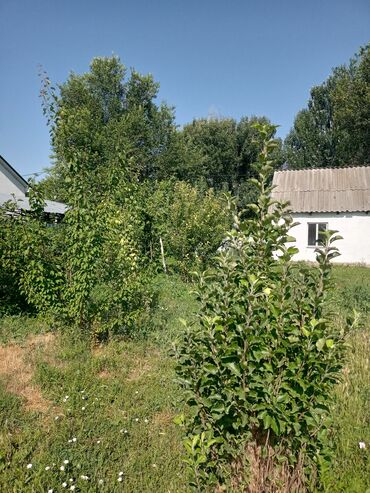 снять дом на сутки для вечеринки: Времянка, 22 кв. м, 1 бөлмө, Менчик ээси