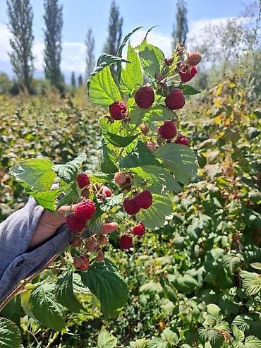каражыра уголь цена бишкек: Кочот сатылат сорт. полка .полана — 1