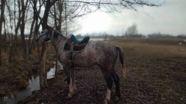 продаю жеребца: Продаю | Жеребец