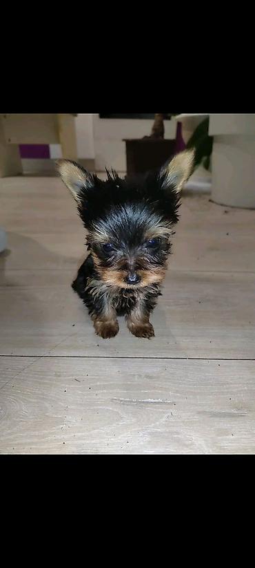 Psi: Jorkšir terijer – štenci iz kućnog legla majka ima kilo i po otac 980 — 12