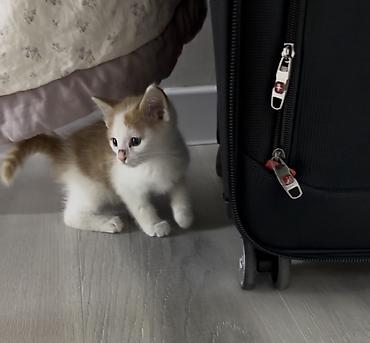 Мышыктар: Котёнок, рыже-белый, короткошёрстный. - Окрас: белая грудка и лапки — 1