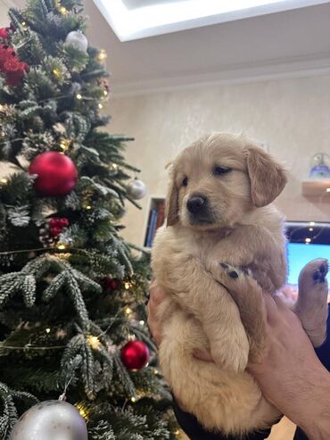 İtlər: Retriever, 2 ay — 8