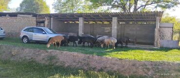 Другие животные: Продажа кочкоров 12 голов прошу 500000сом