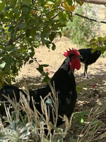 Xoruzlar: Xoruz, il: 1, Pulsuz çatdırılma — 10