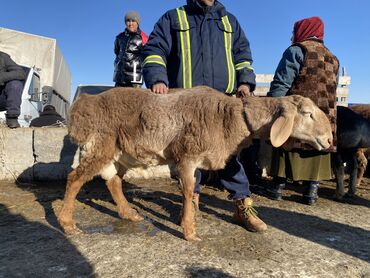 самые экзотические животные: Ассаламу алейкум ушул козу кочкор кипичтин баласы парода арашан