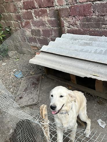 şirin it adları: Retriever, 6 ay, Dişi — 3