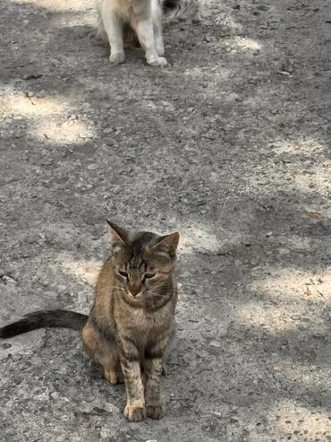 Отдам даром кошку: Кошка даром: Беспородная, Девочка — 8