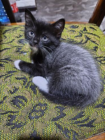 Отдам даром кошку: Кошка даром: Беспородная, Девочка — 5