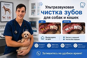 Услуги ветеринара: Ультразвуковая чистка зубов для собак и кошек на выезд! Здравствуйте! — 1