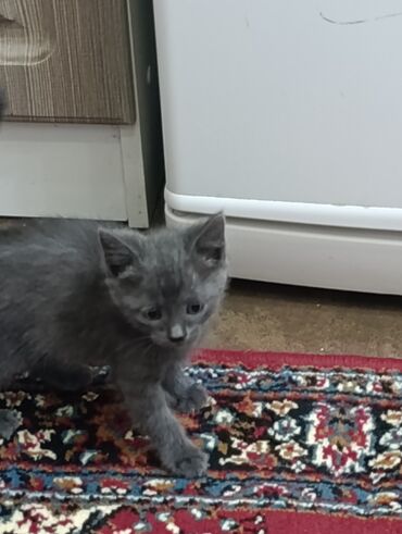 приму в дар: Котик серенький добрый ласковый игривый родился 19 июня к лотку