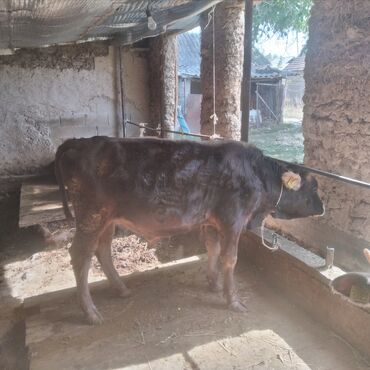 продаю музоо торпок корова самка бык самец айрширская ангус алатауская на забой для разведения на откорм племенные нетель привязанные: Сатам | Бука (эркек) | Бордоп семиртүү үчүн | Байланган