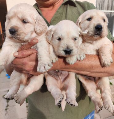 бишон фризе цена: Labrador-retriver, 1 ay, Erkek