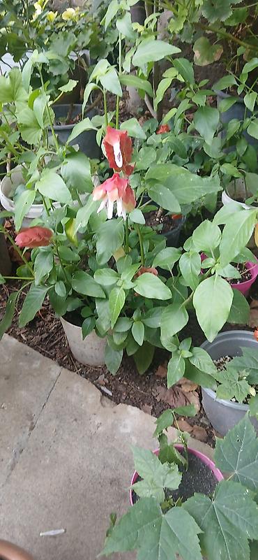 bitki dermanlari: Hipestes (Hypoestes phyllostachya) – “çəkilli yarpaq” dekorativ bitki — 5