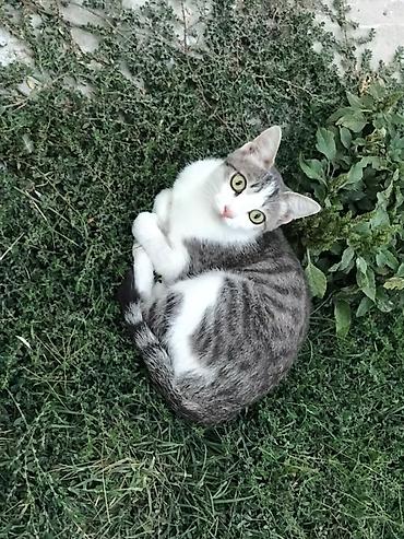 кошка девочка: Кошка даром: Беспородная, 1 год, Девочка, Приучена к лотку, Проглистована — 3