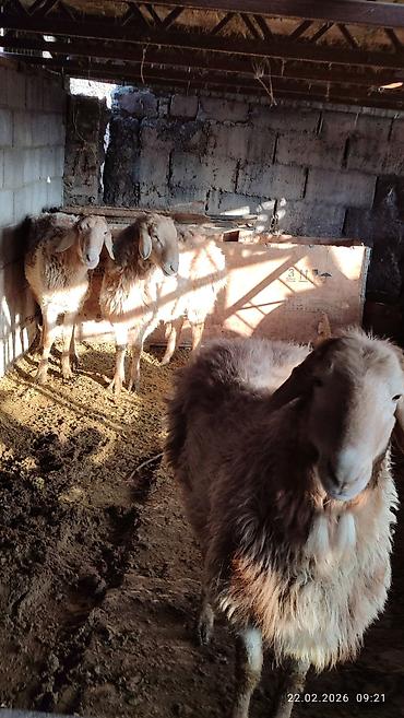 Баран, овца: Продаю | Овца (самка) | Для разведения — 2