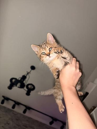1 месяц, Мальчик, Приучена к лотку